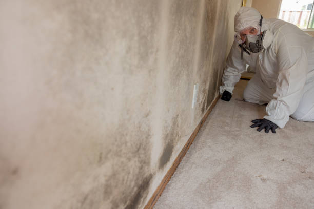 Biohazard Mold Removal in Scott, LA